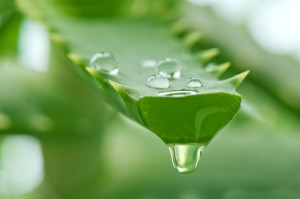 aloe vera juice for enhancing your natural curls