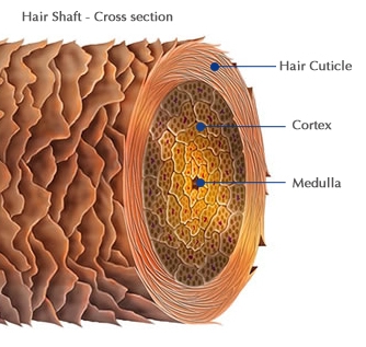 understanding the hair cuticle