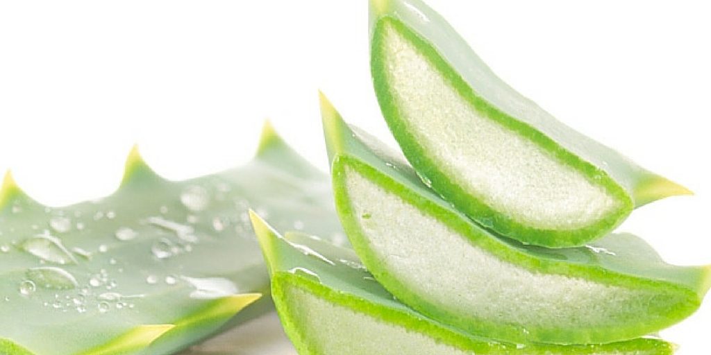 Aloe Vera For Hair: 4 Amazing Benefits for Curly Hair